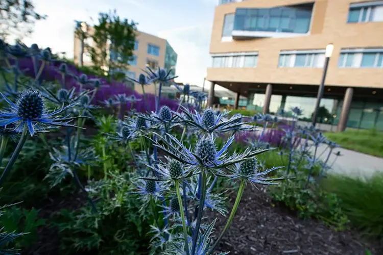 Thistle growing on campus.